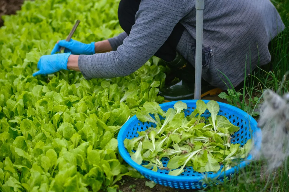 Góc vườn nhà tại Bùi Văn Năm