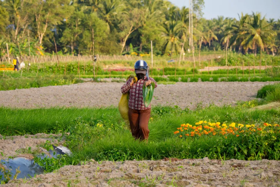 Gà thả vườn khỏe mạnh